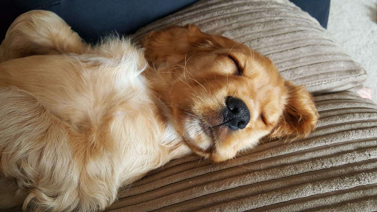 The Friendly Spirit of the Clumber Spaniel